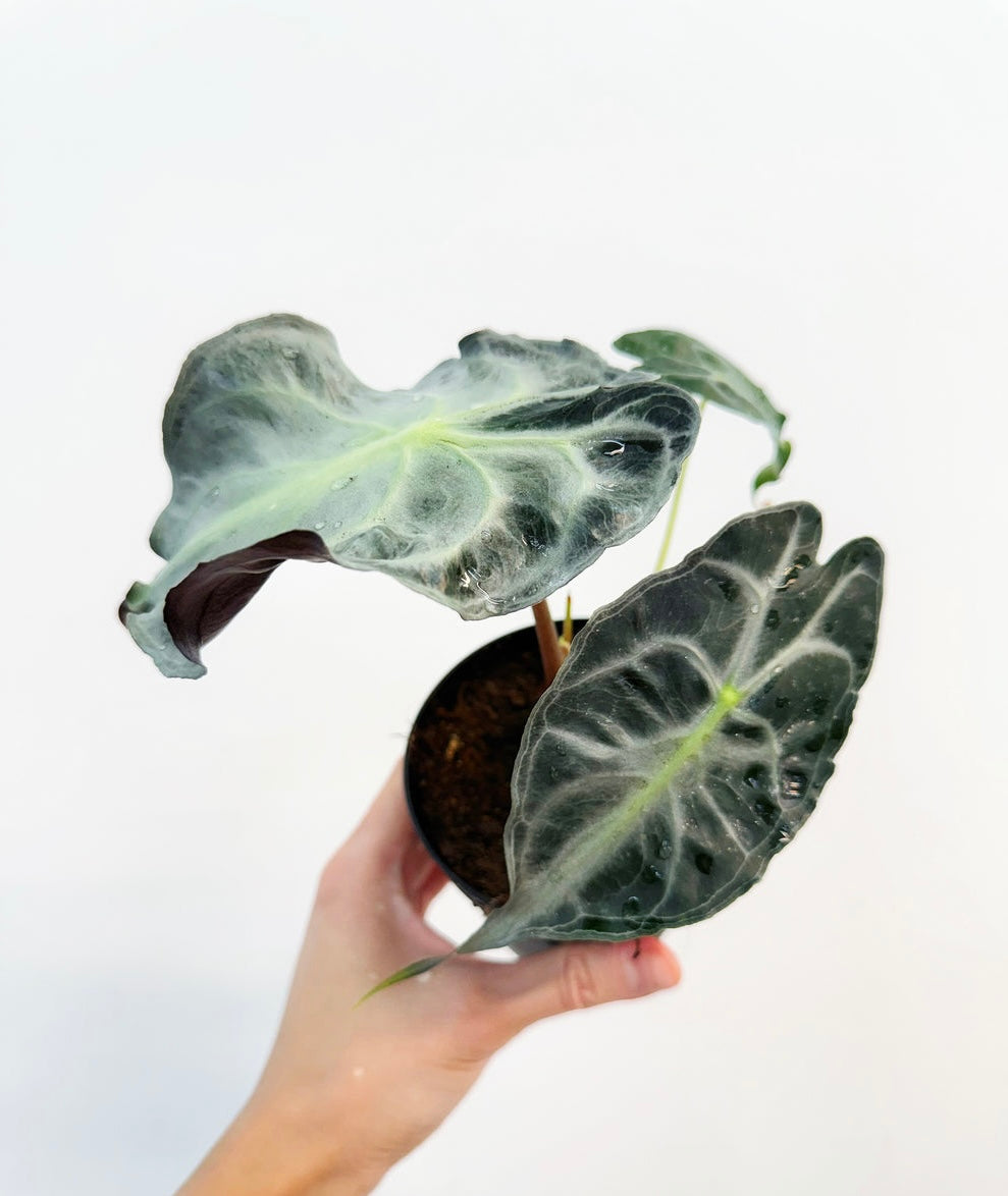 Alocasia Venom “4