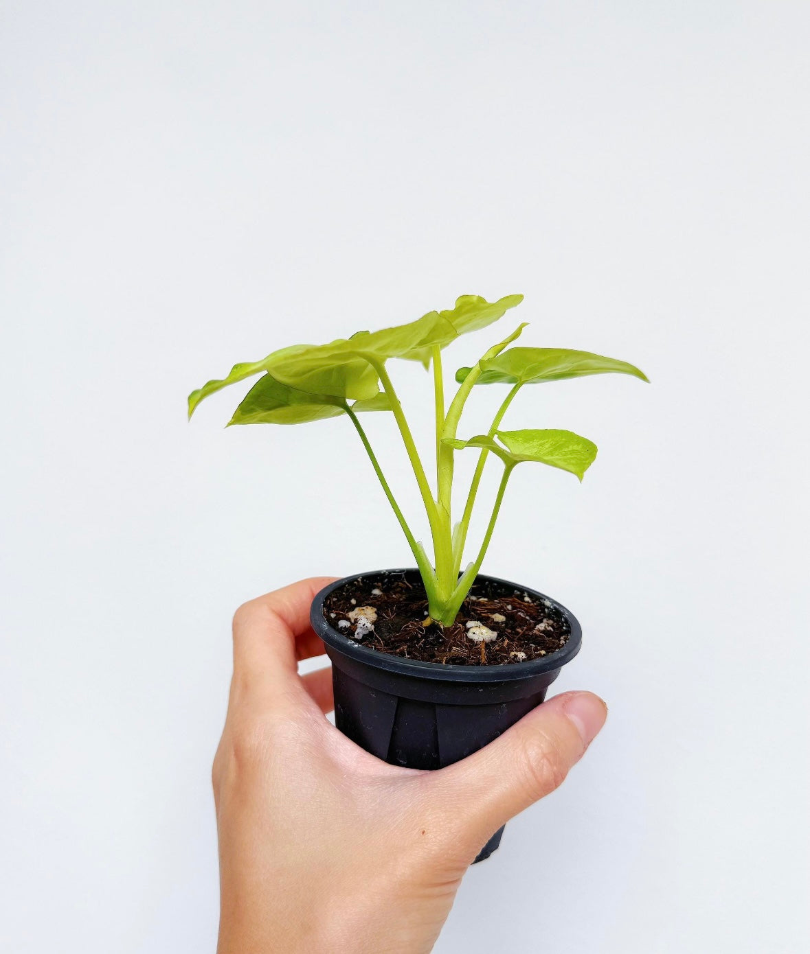 Syngonium Lime Soda “4