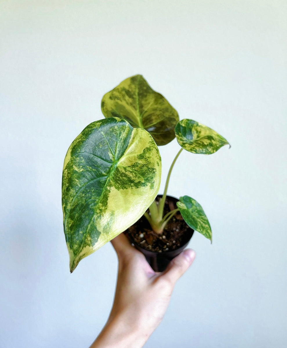 Alocasia Wentii Variegada “4