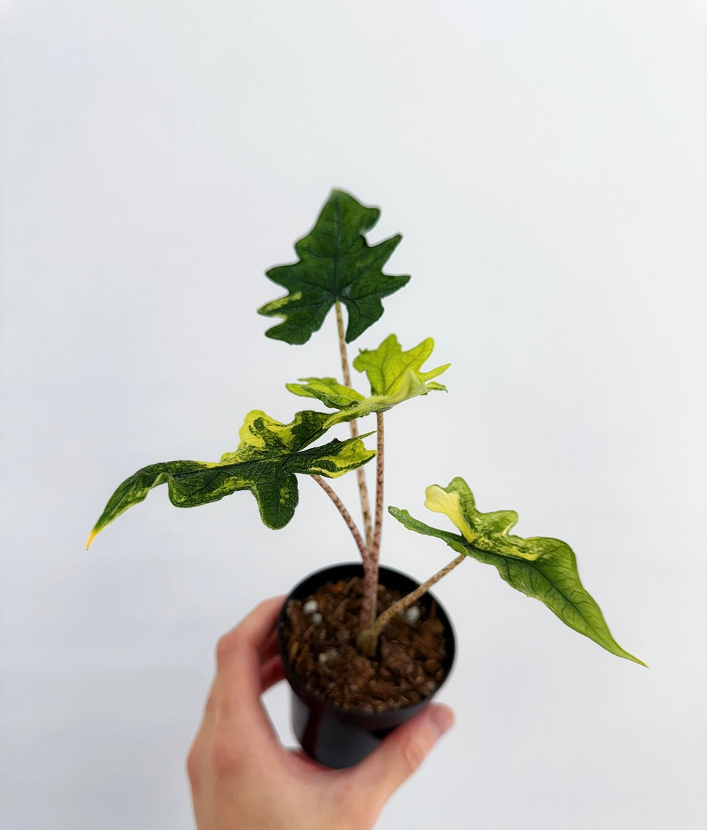Alocasia Jacklyn Variegada "4