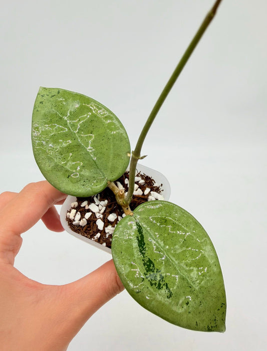 Hoya Verticillata Silver “4