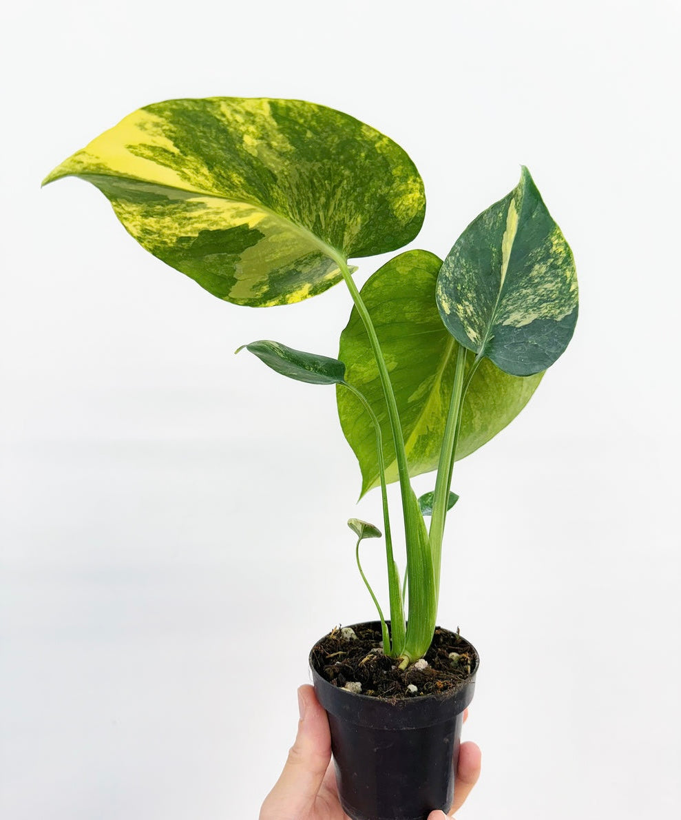 Monstera Yellow Marilyn “4
