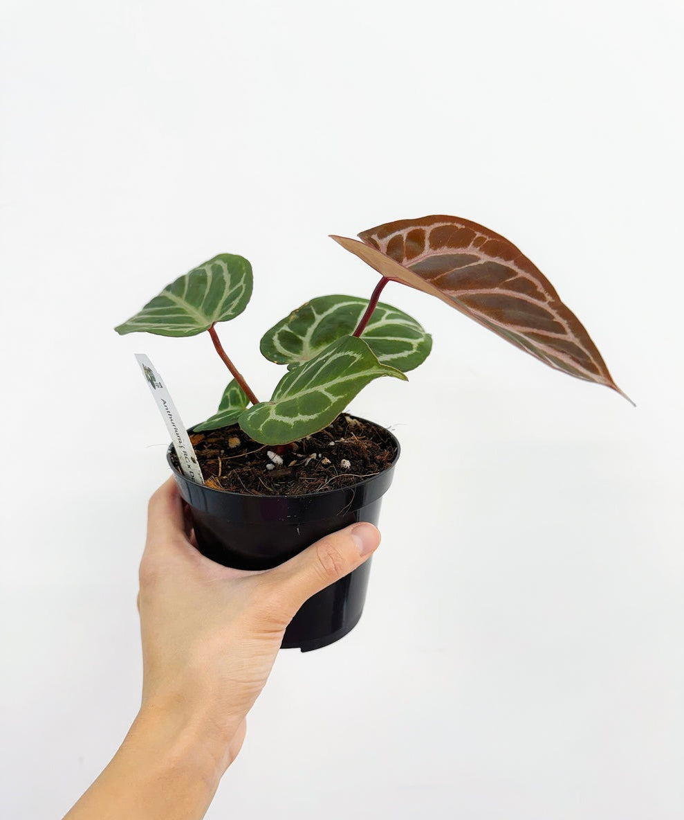 Anthurium Red Cristallinum X Dorayaki “4
