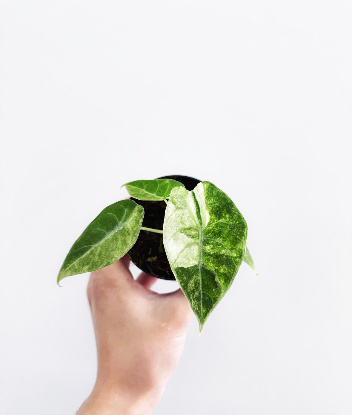 Alocasia Watsoniana Variegada “4