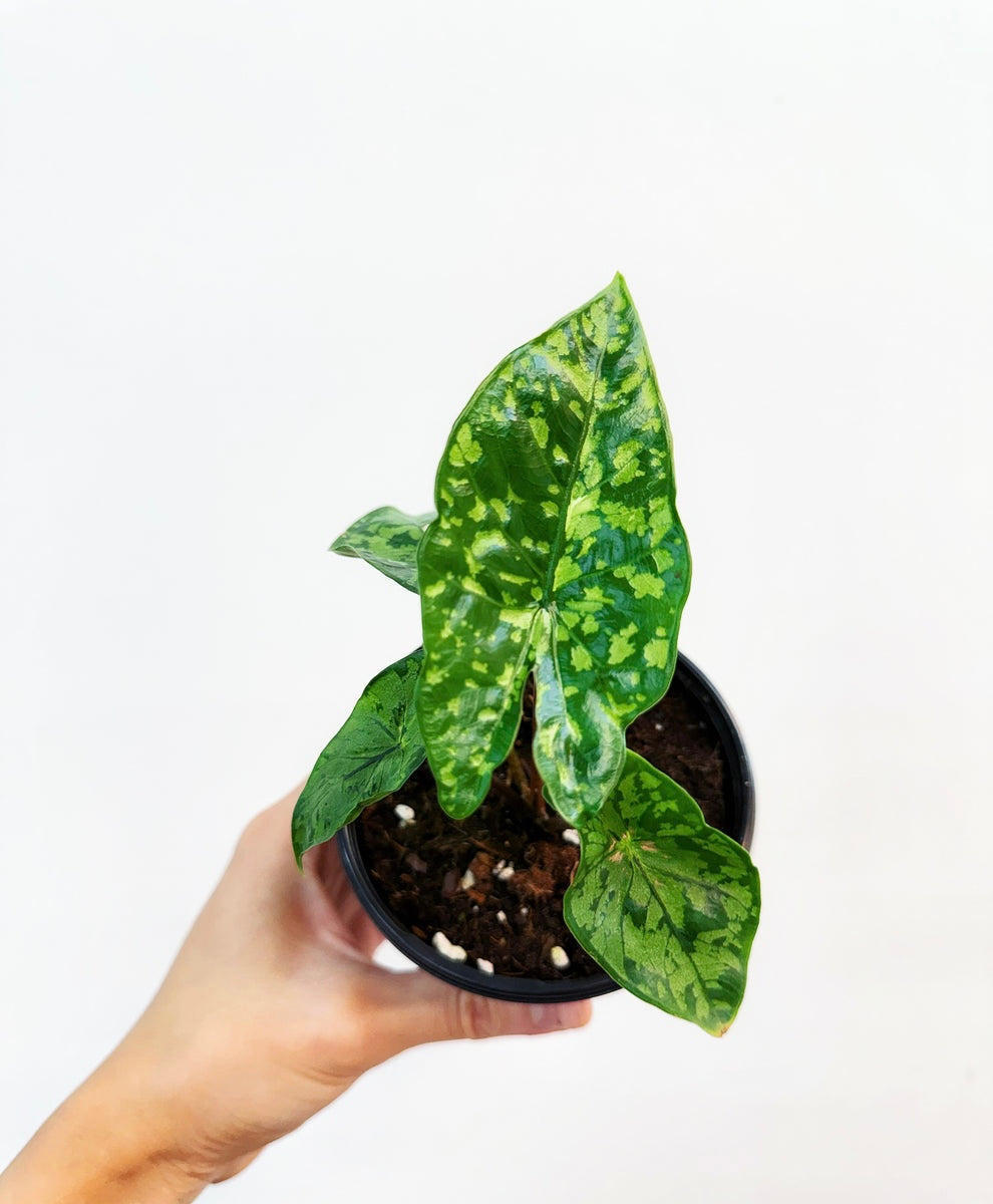 Alocasia Shatterd Glass “4