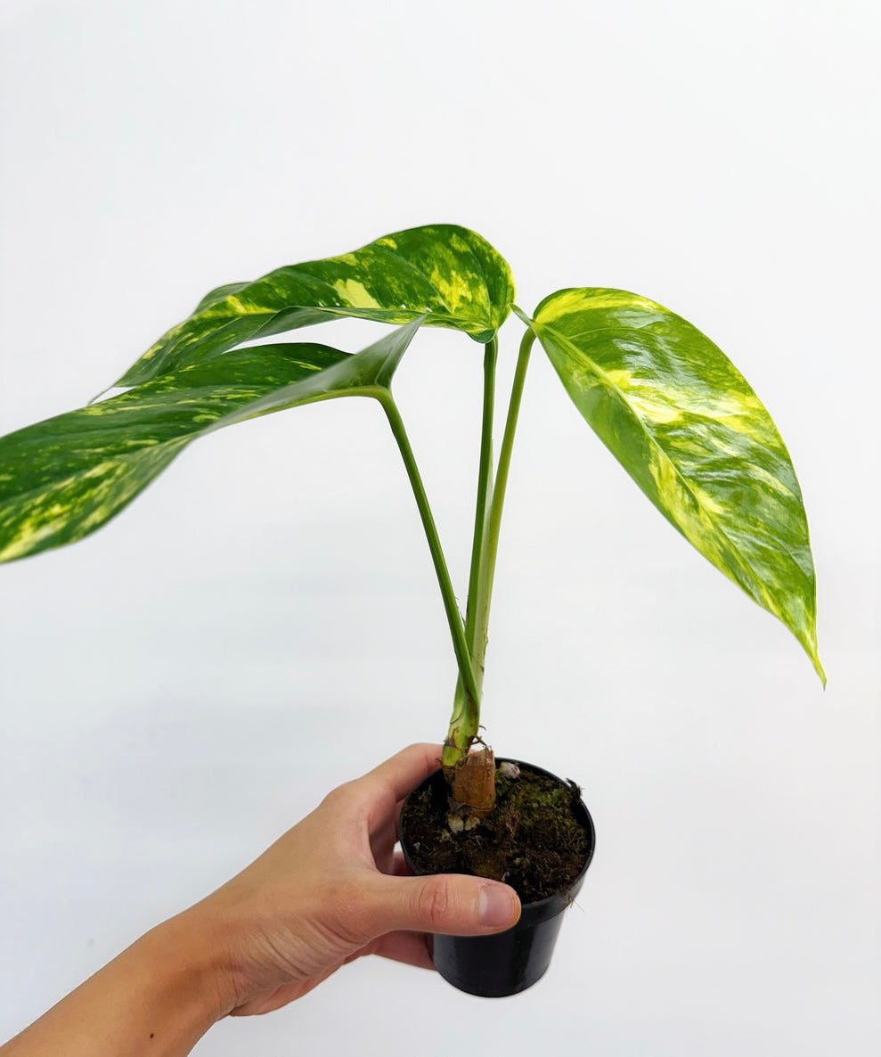 Epipremnum Pinnatum Áurea “4