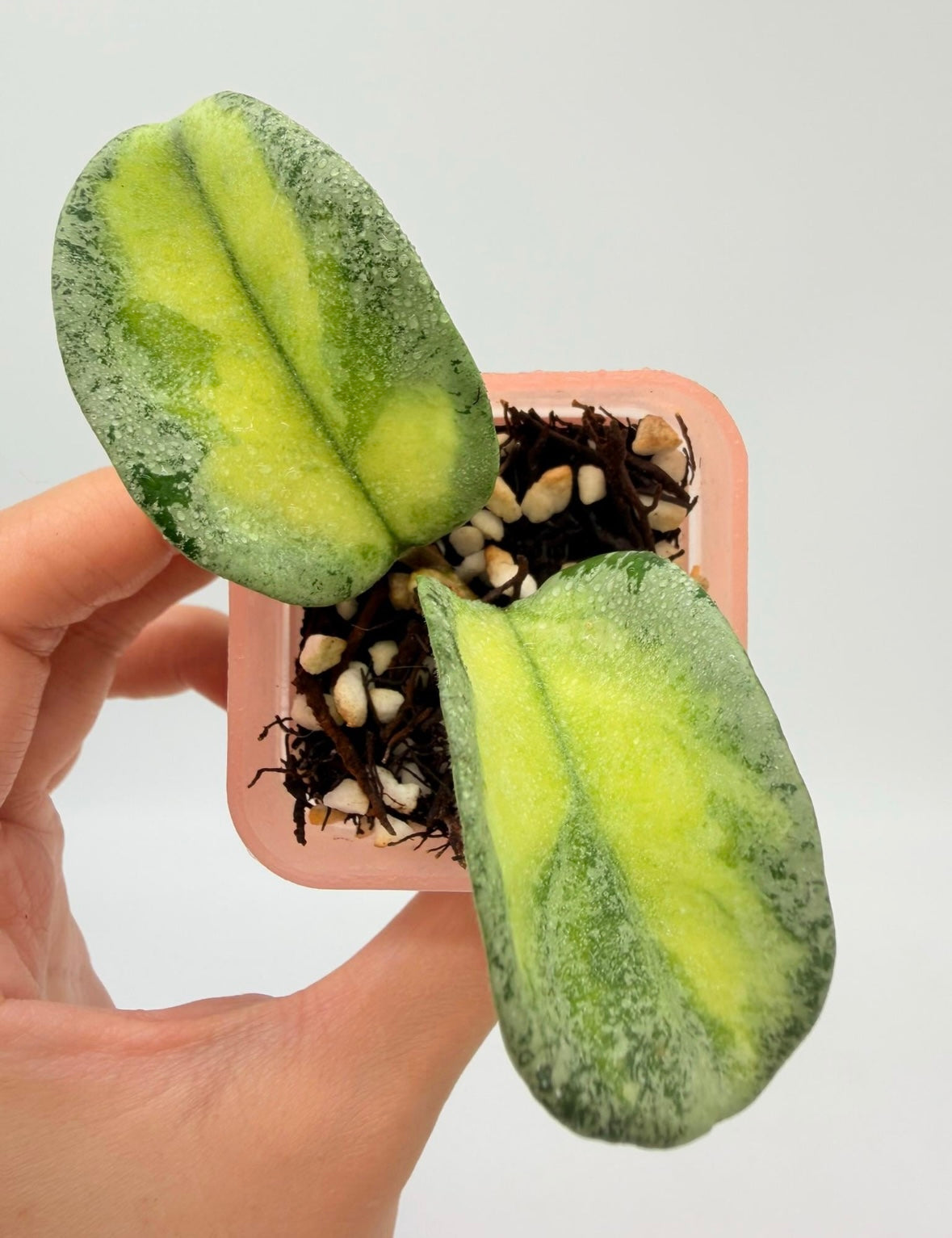 Hoya Argéntea Princess “3 Chica