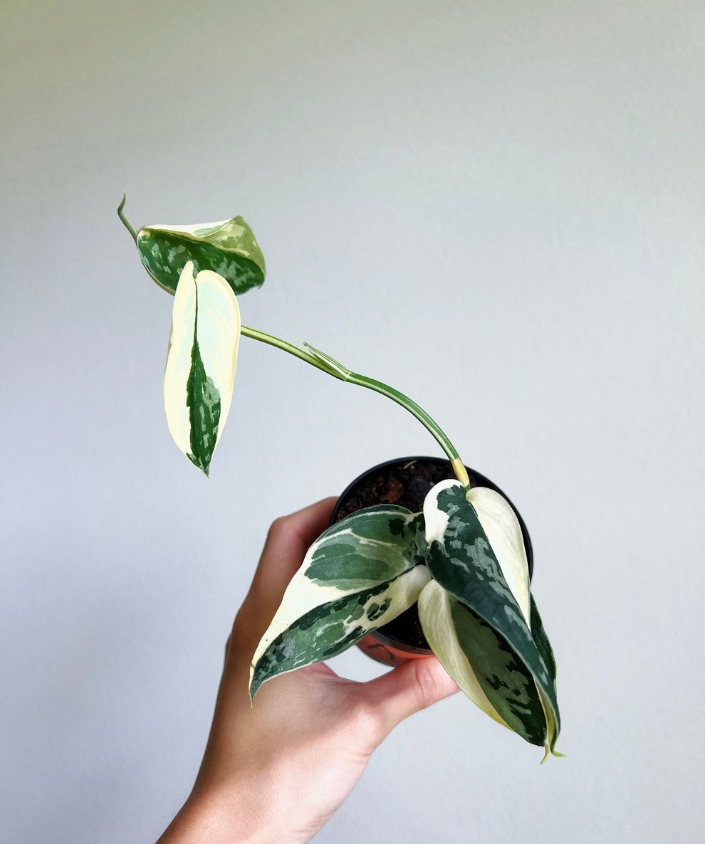 Scindapsus Mayari “4