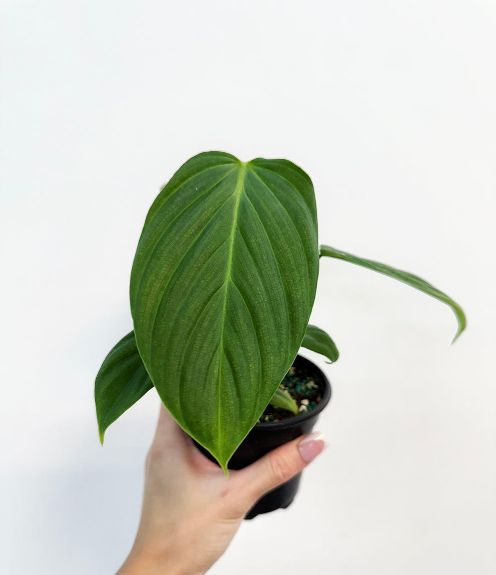 Philodendron Fuzzy Petiole "4