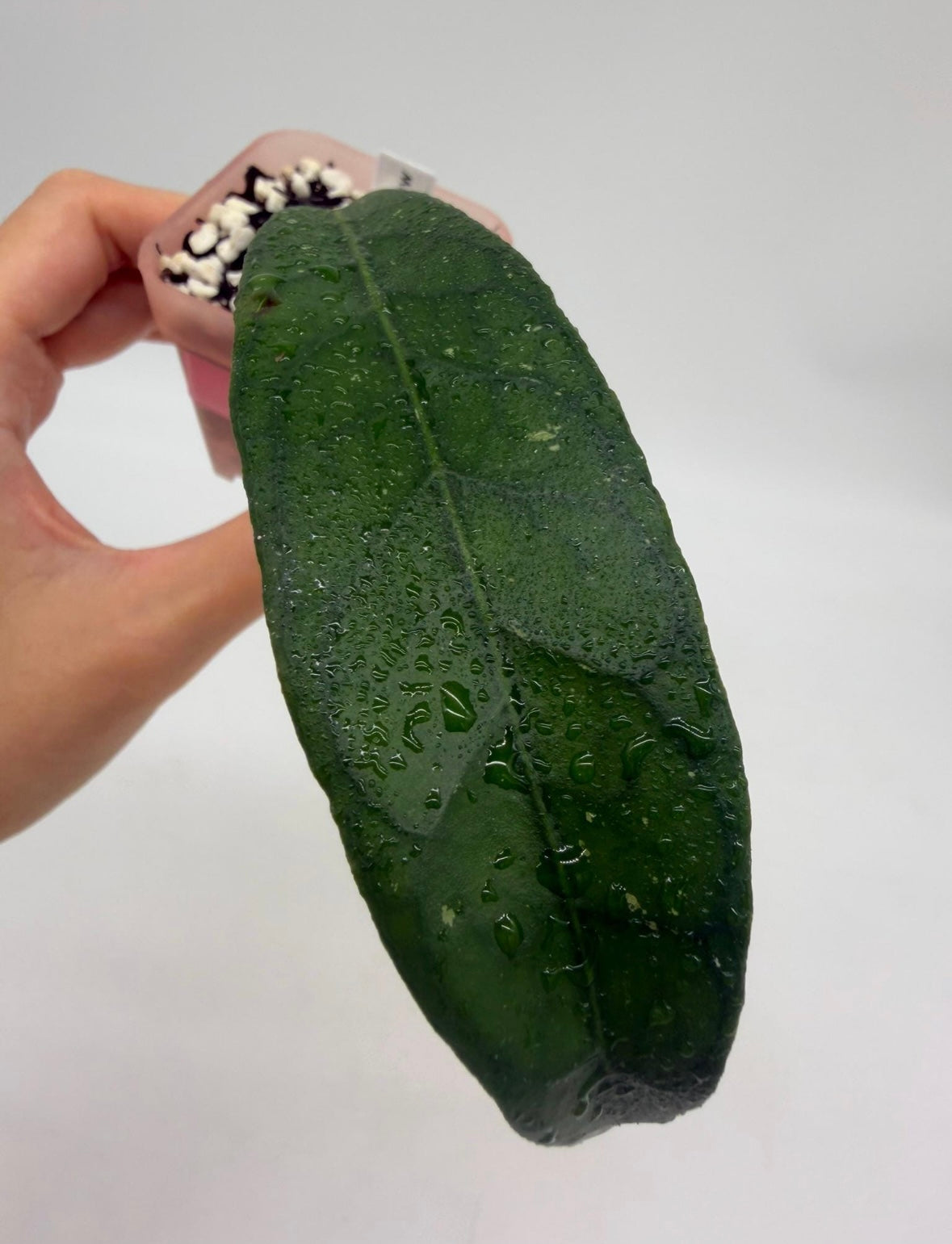Hoya Dragón Claw “3 (corte enraizado)