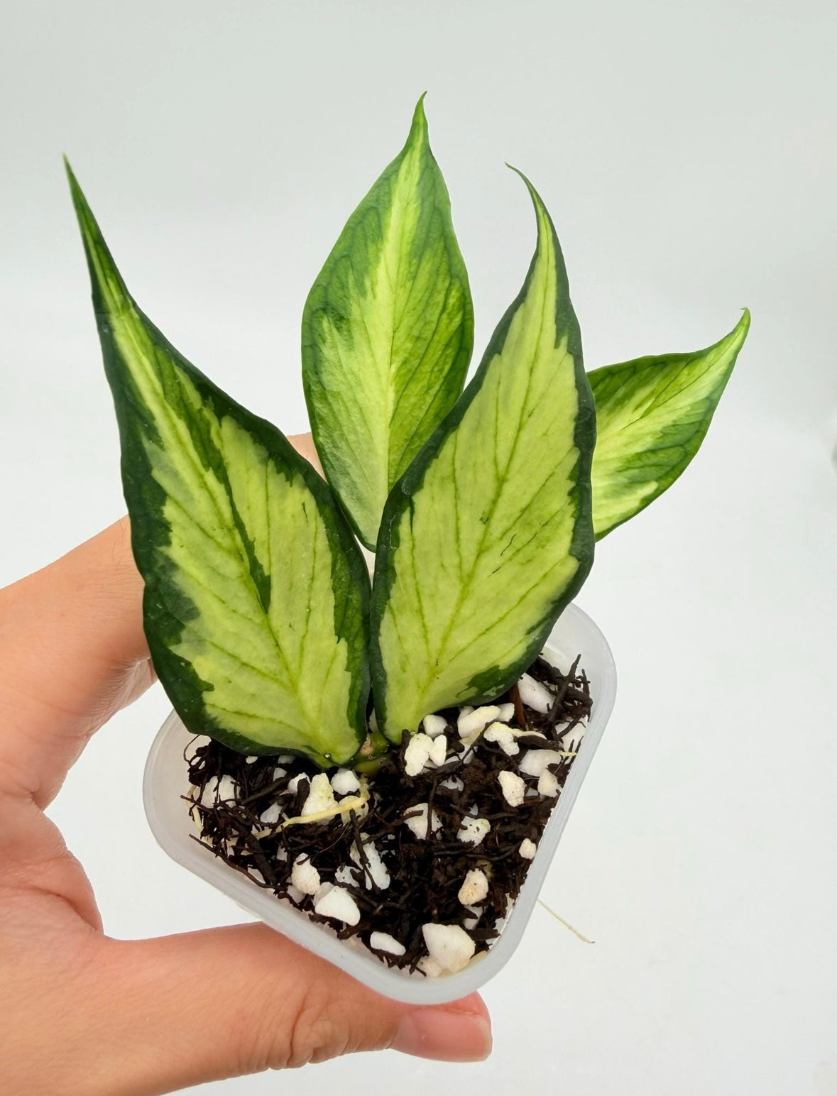 Hoya Polyneura Variegado interior “4