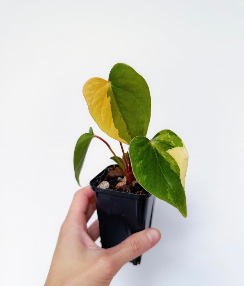 Anthurium Papillilaminum (Hibrido)Variegado “3