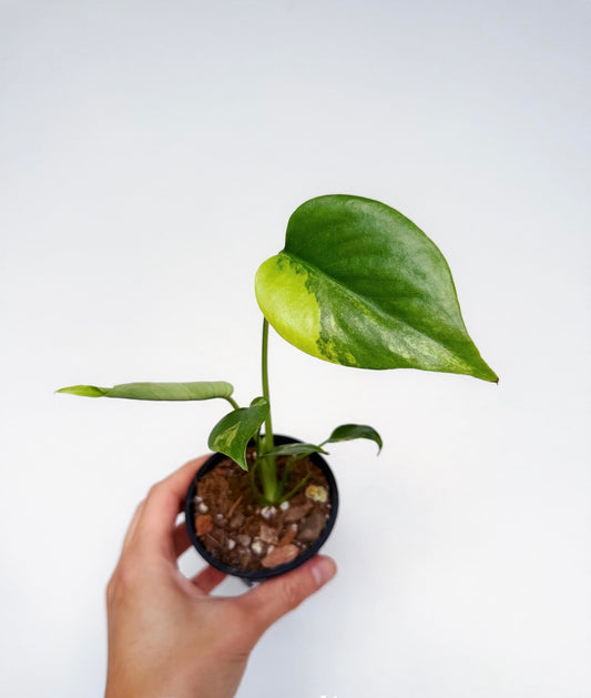 Monstera Yellow Marilyn “4
