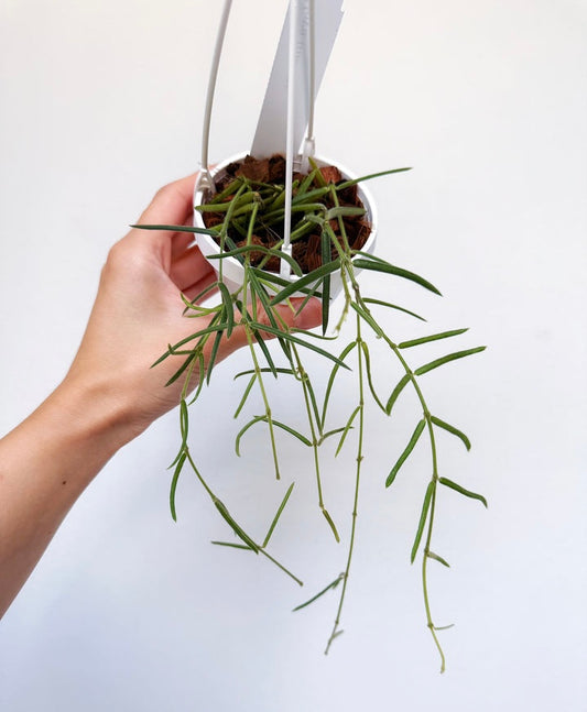 Hoya Linearis “4