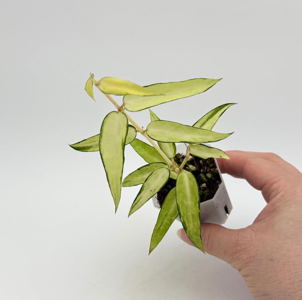 Hoya Burmanica Variegada