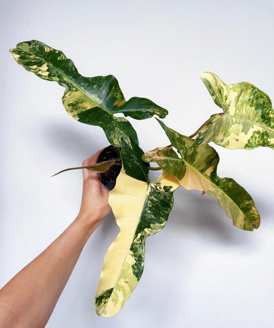 Philodendron Brown Beauty “4