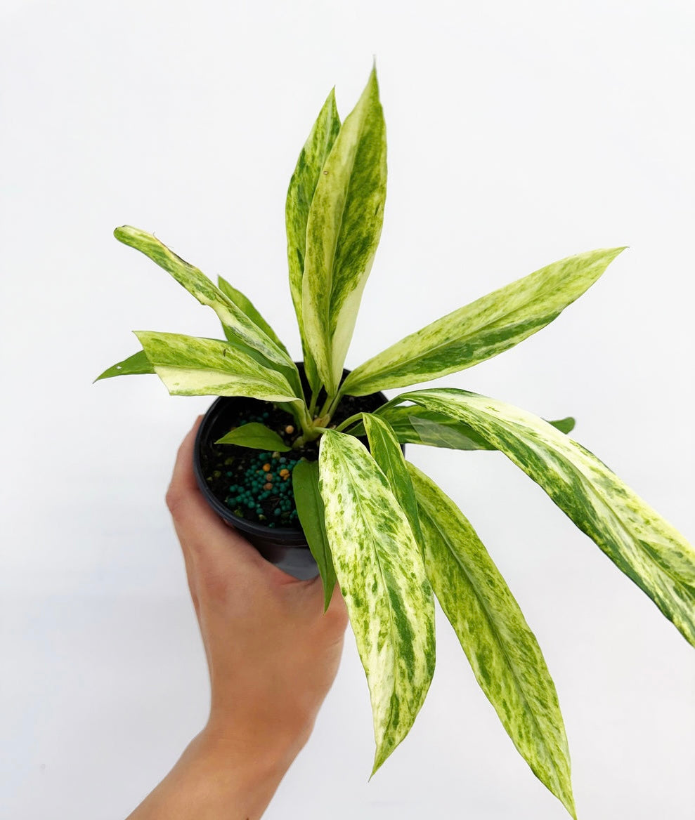 Anthurium Vittarifolium Variegado "4