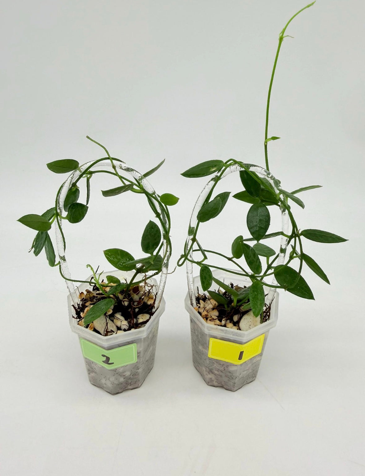 Dischidia Hirsuta “3