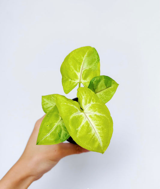 Syngonium Lime Soda “4