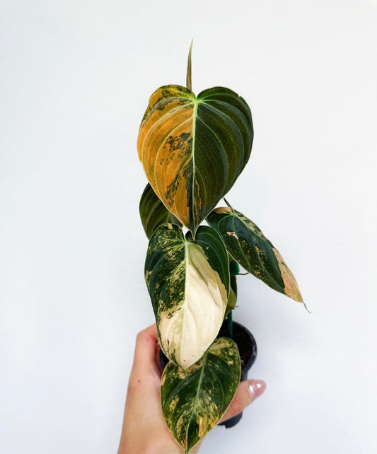 Philodendron Melanochrysum Orange “4