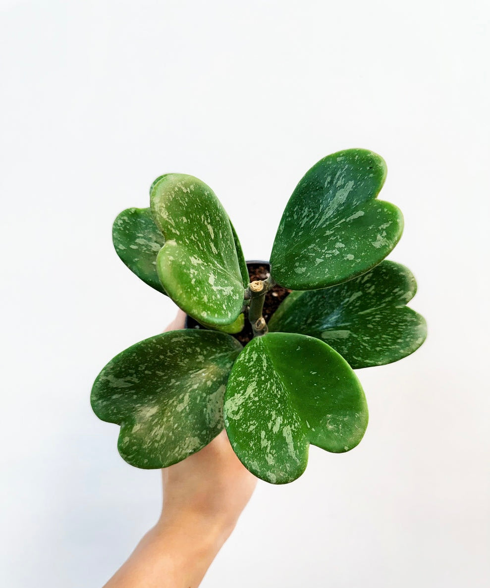 Hoya Kerry Splash “4