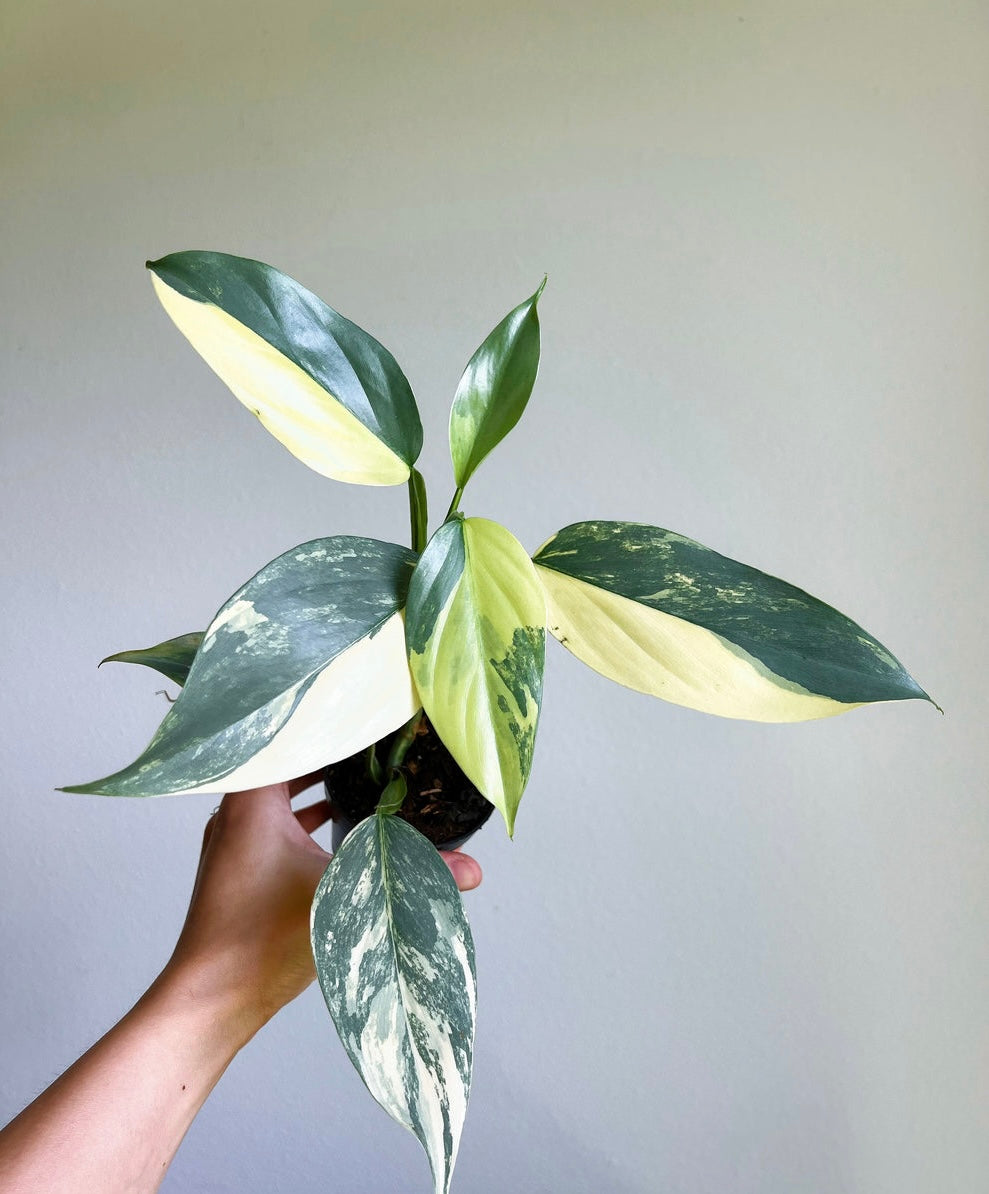 Philodendron Silver Sword Variegado “3