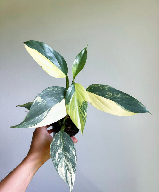 Philodendron Silver Sword Variegado “3