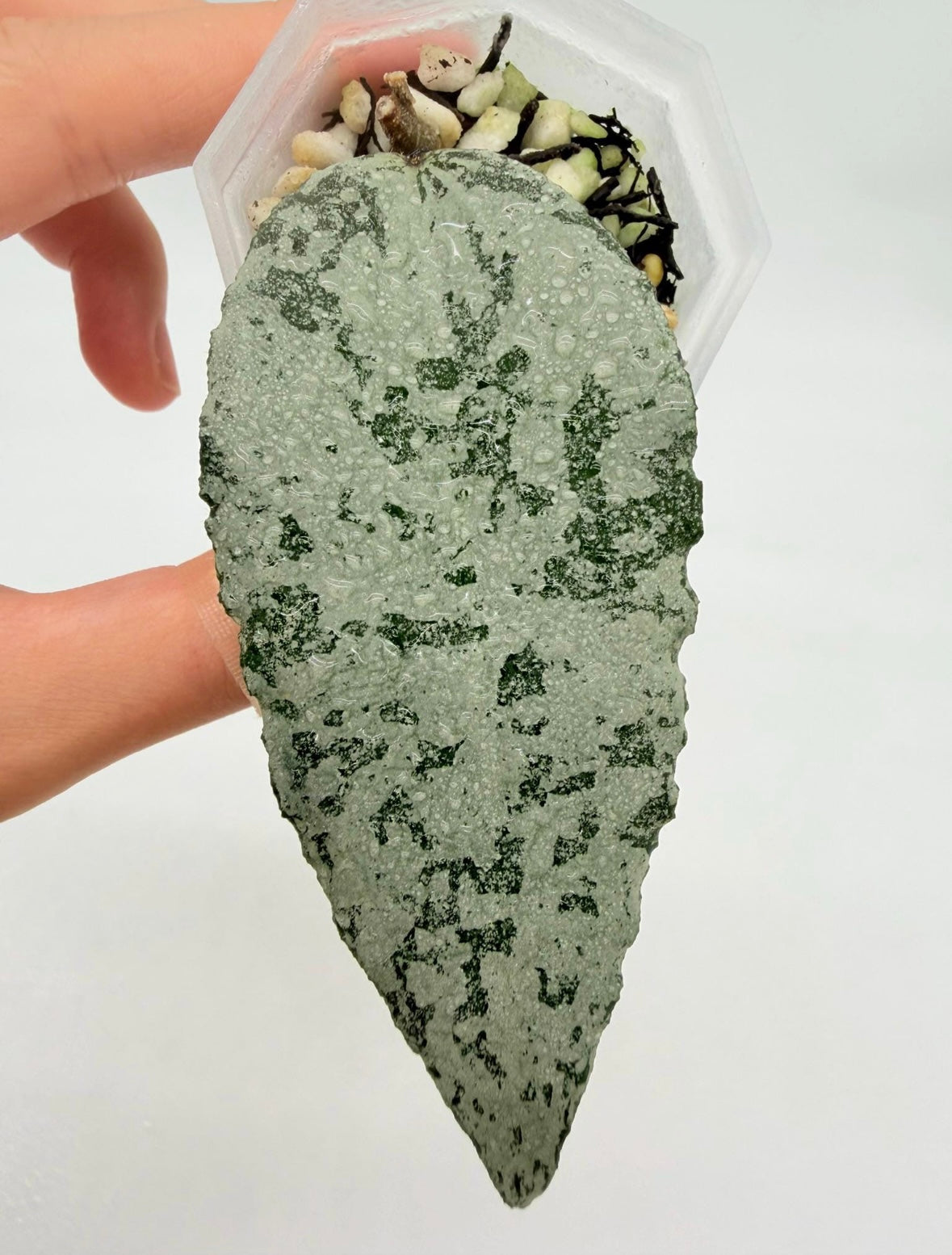 Hoya Caudata “Argene” “3