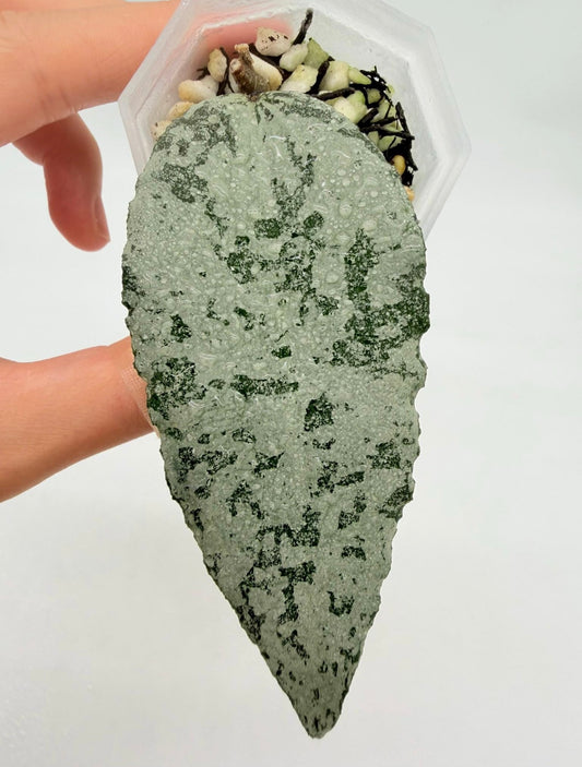 Hoya Caudata “Argene” “3
