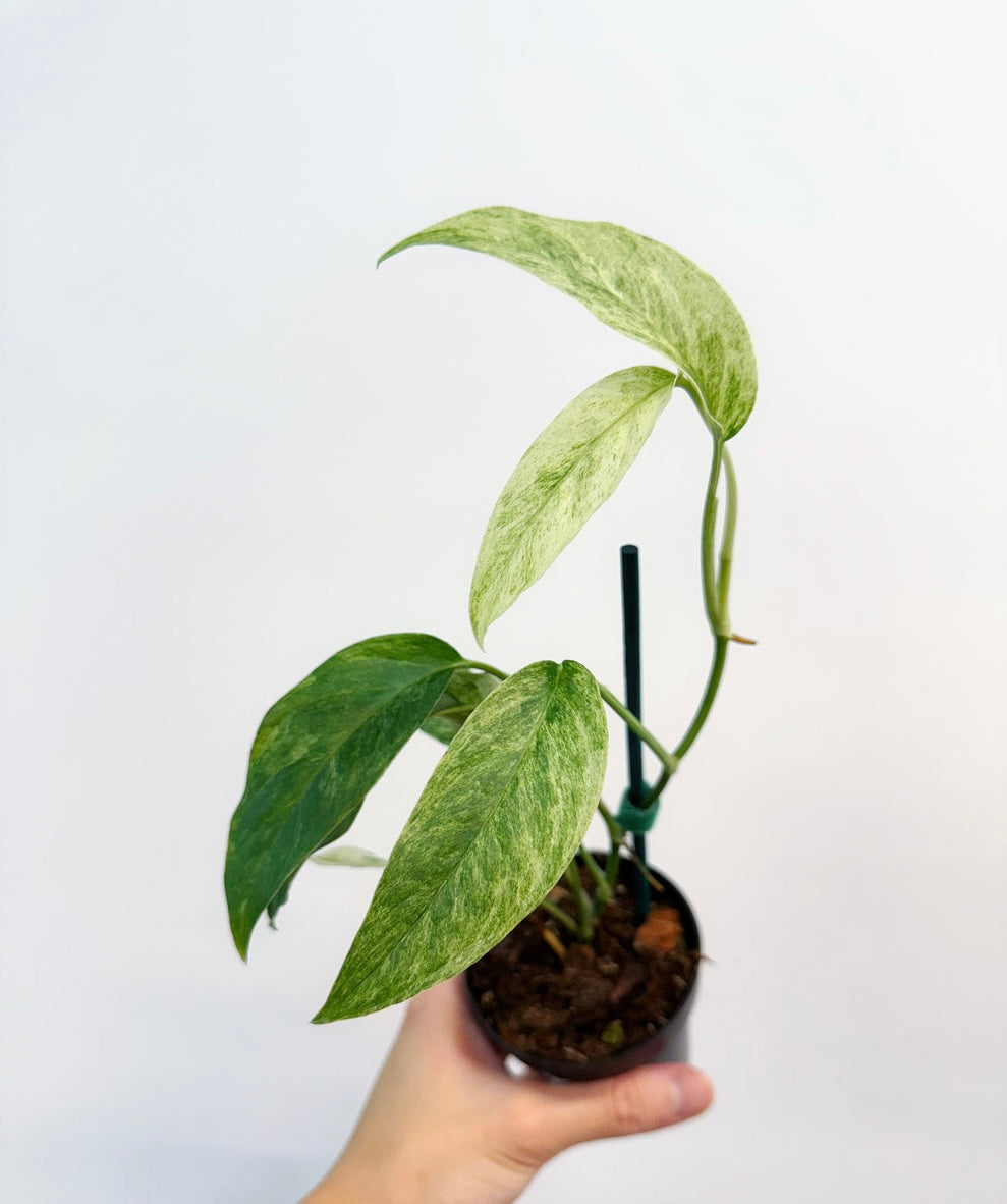 Monstera Laniata Mint "4