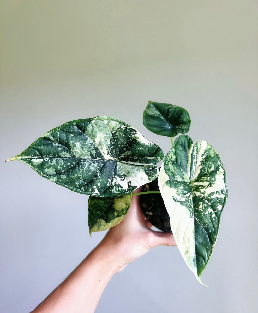 Alocasia Dragón Scale Albo “4