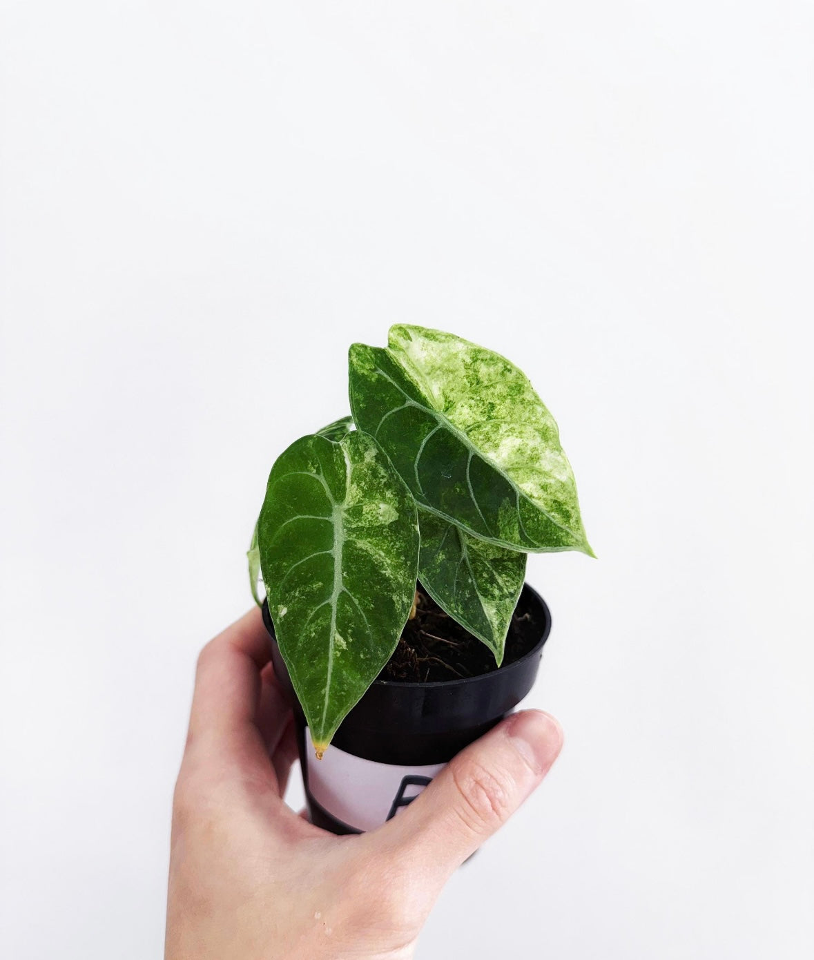 Alocasia Watsoniana Variegada “4