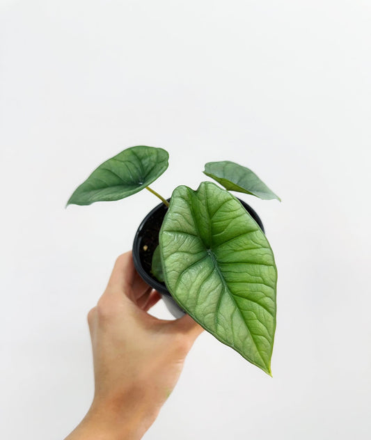 Alocasia Platinum “4