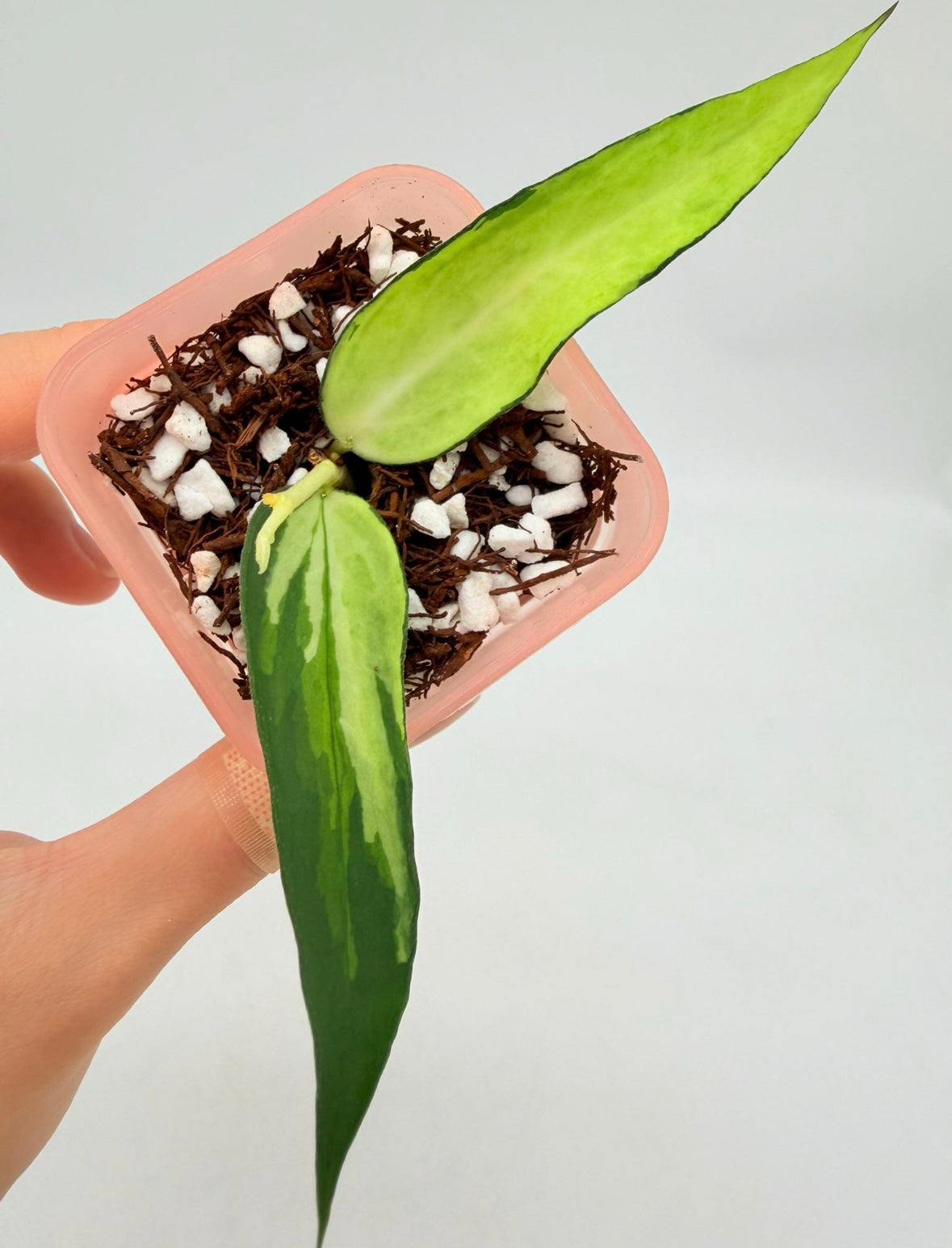 Hoya Burmanica Variegada