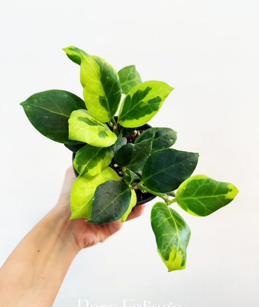 Hoya Obscura Albomarginata “4