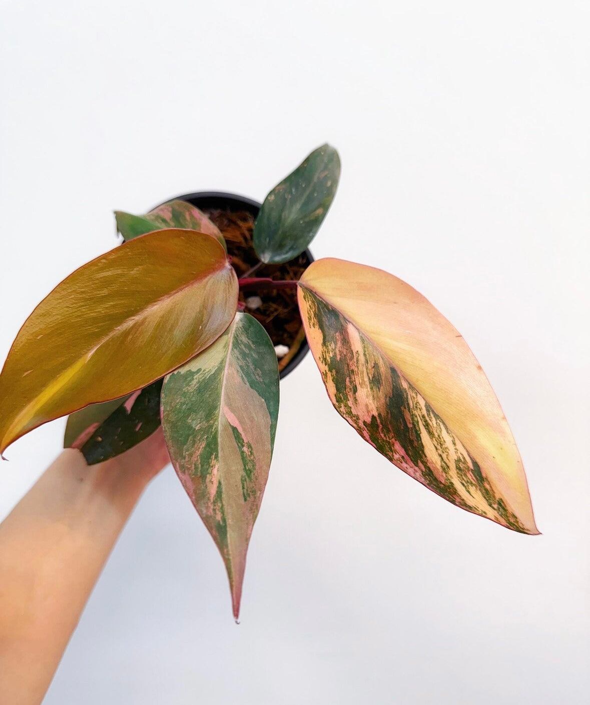 Philodendron Princess of Fire “4