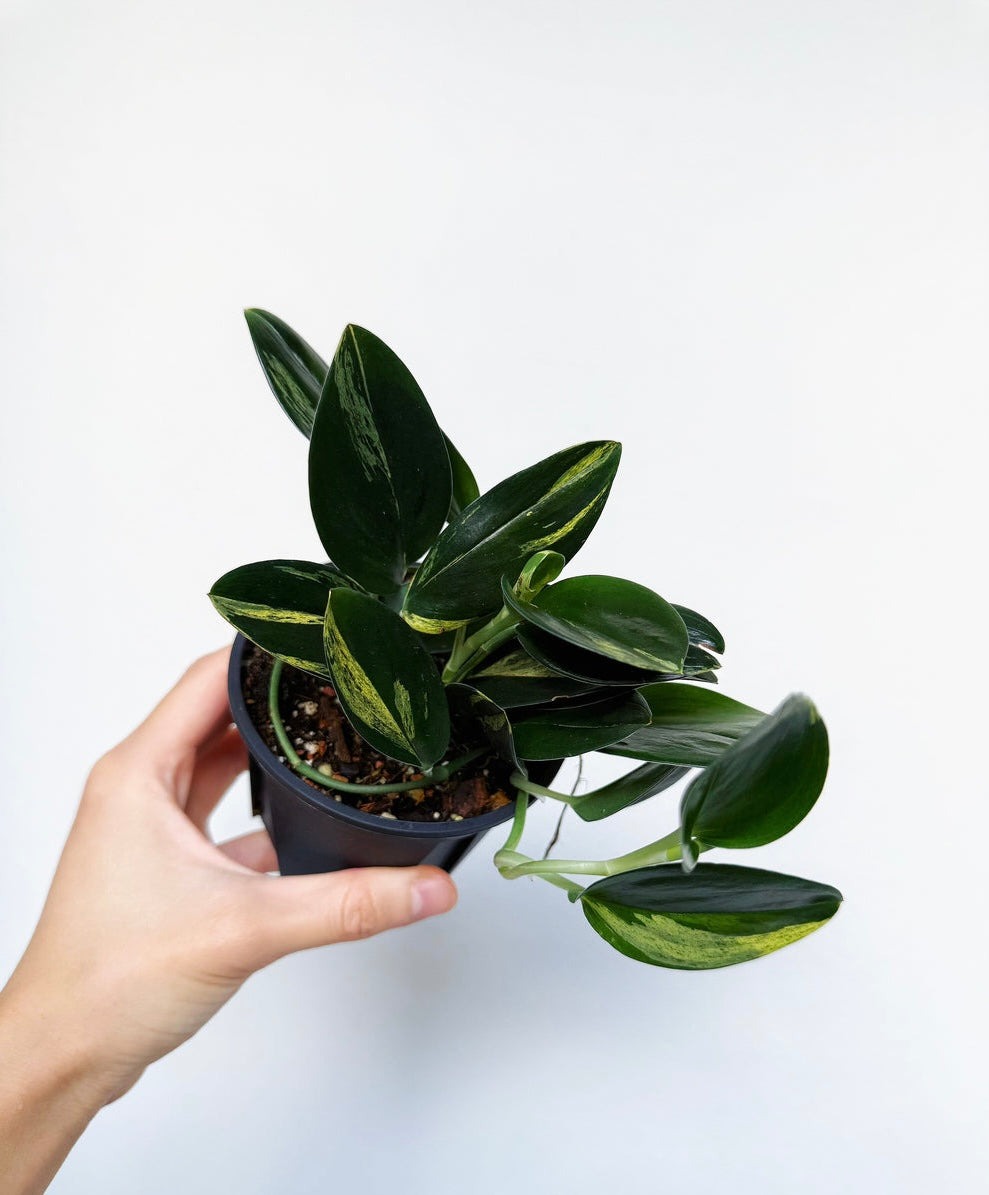 Scindapsus Treubii Dark Form Variegado “4