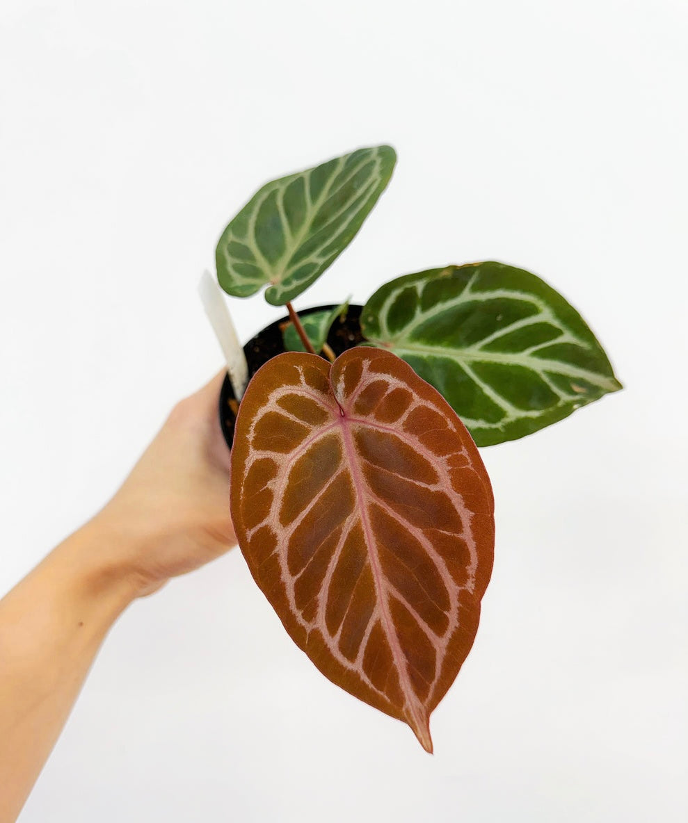 Anthurium Red Cristallinum X Dorayaki “4