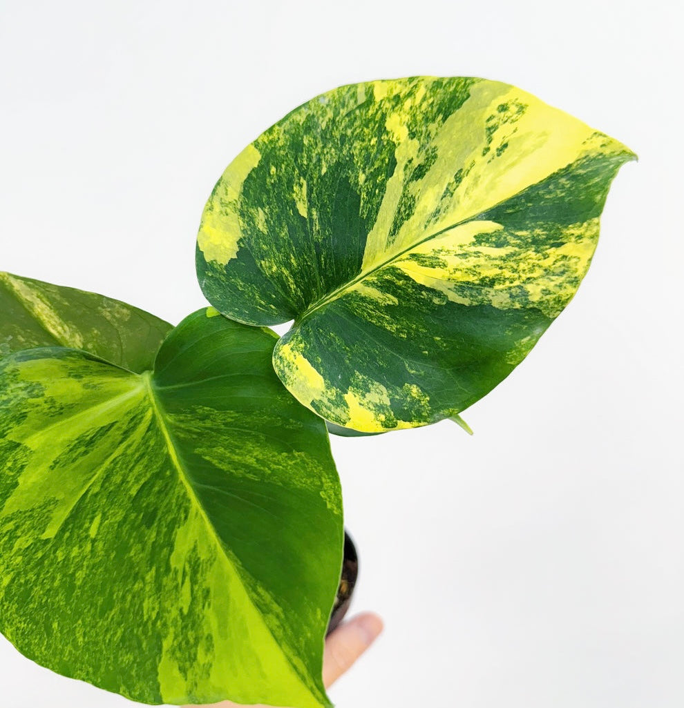 Monstera Yellow Marilyn “4