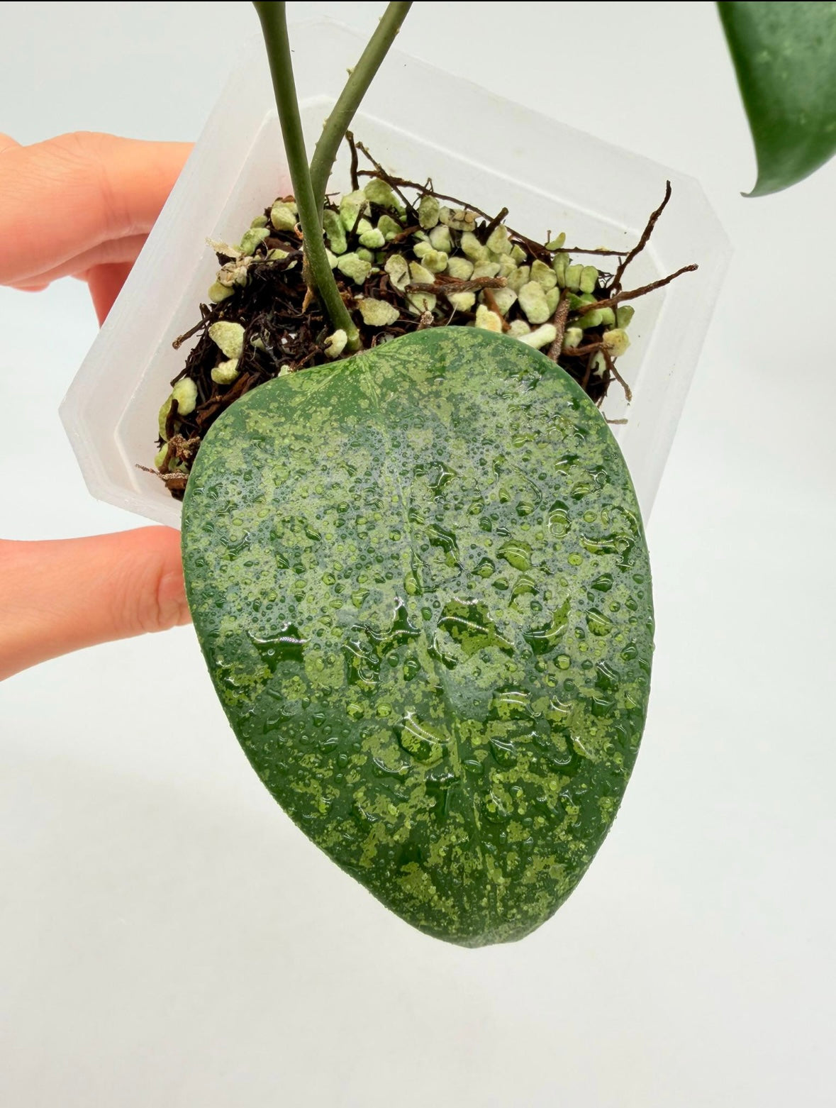 Hoya Purple aurora “3