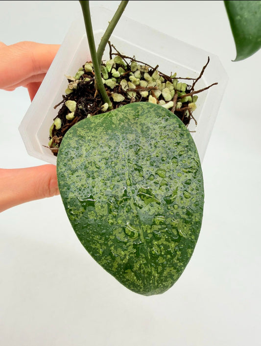 Hoya Purple aurora “3