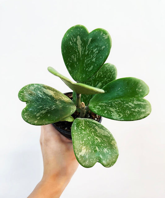 Hoya Kerry Splash “4