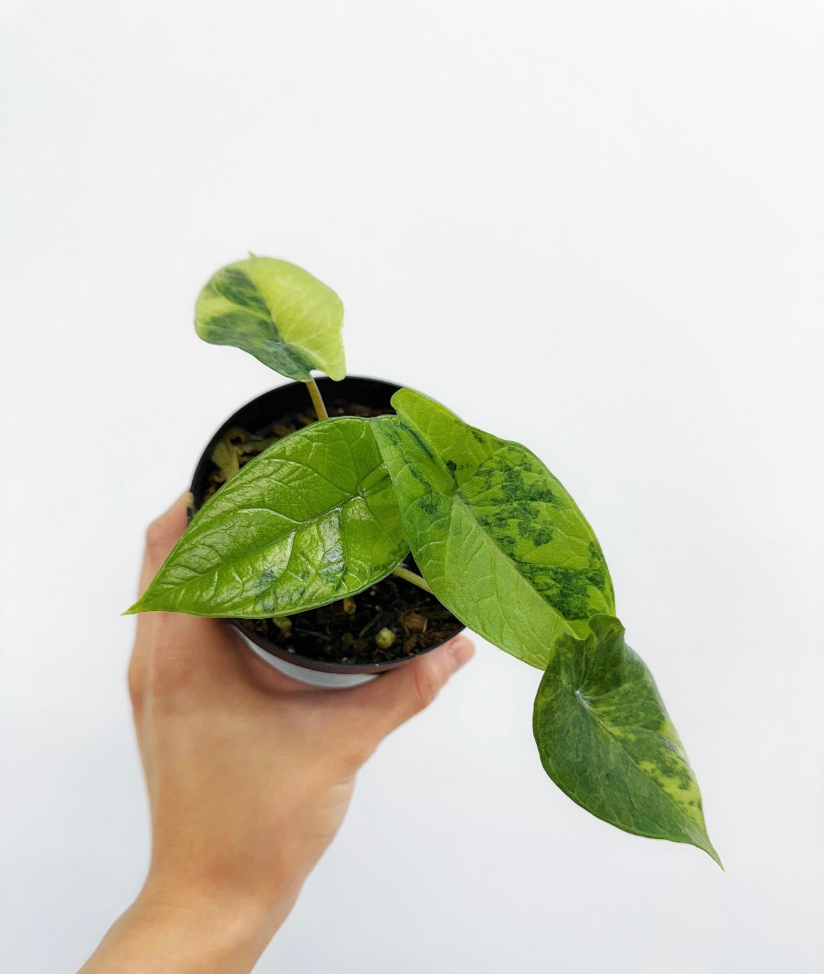 Alocasia Scalprum Variegada “4