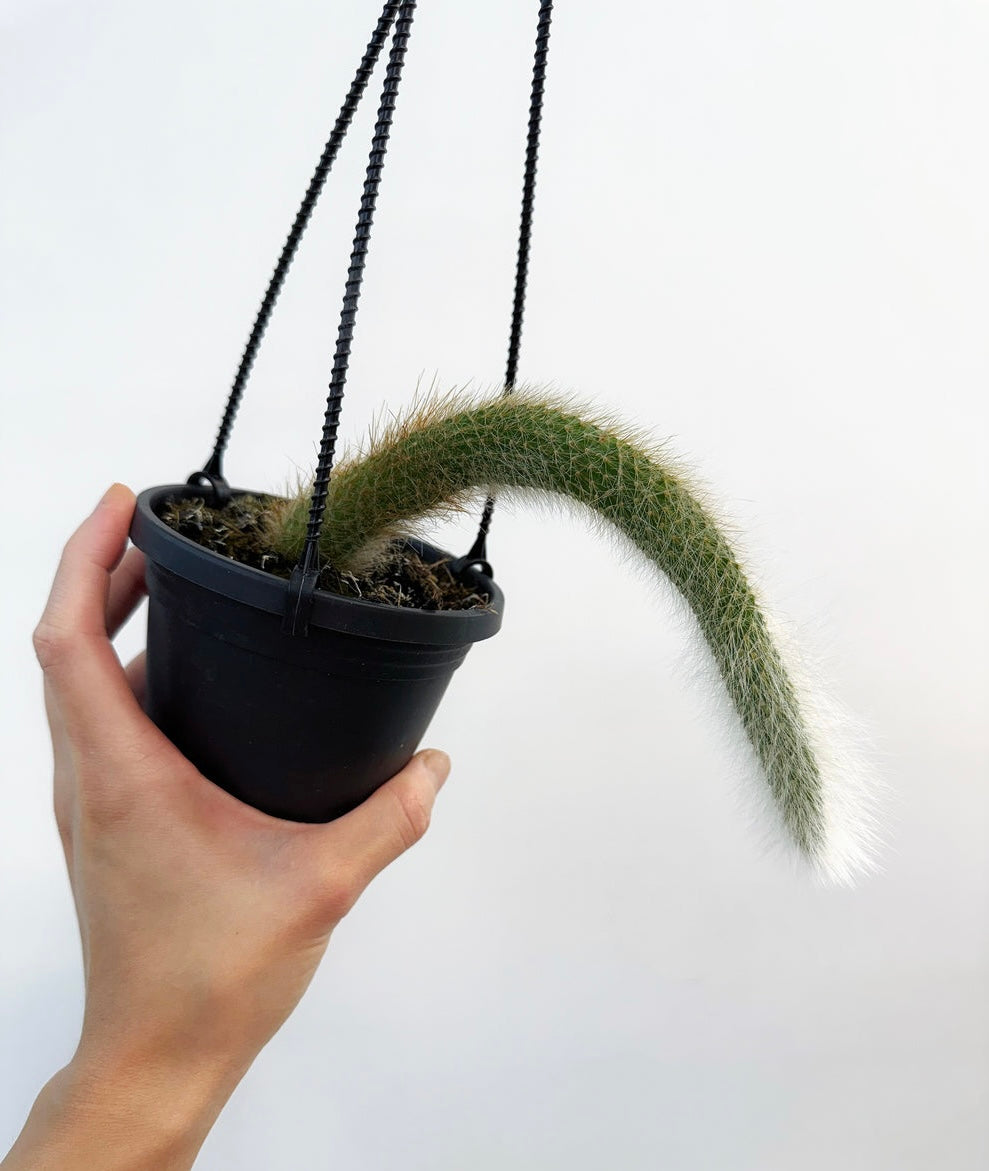 Cactus monkey tail “4