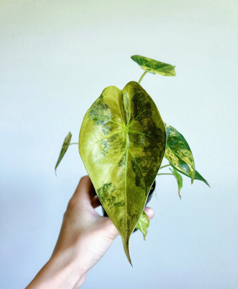 Alocasia Wentii Variegada “4