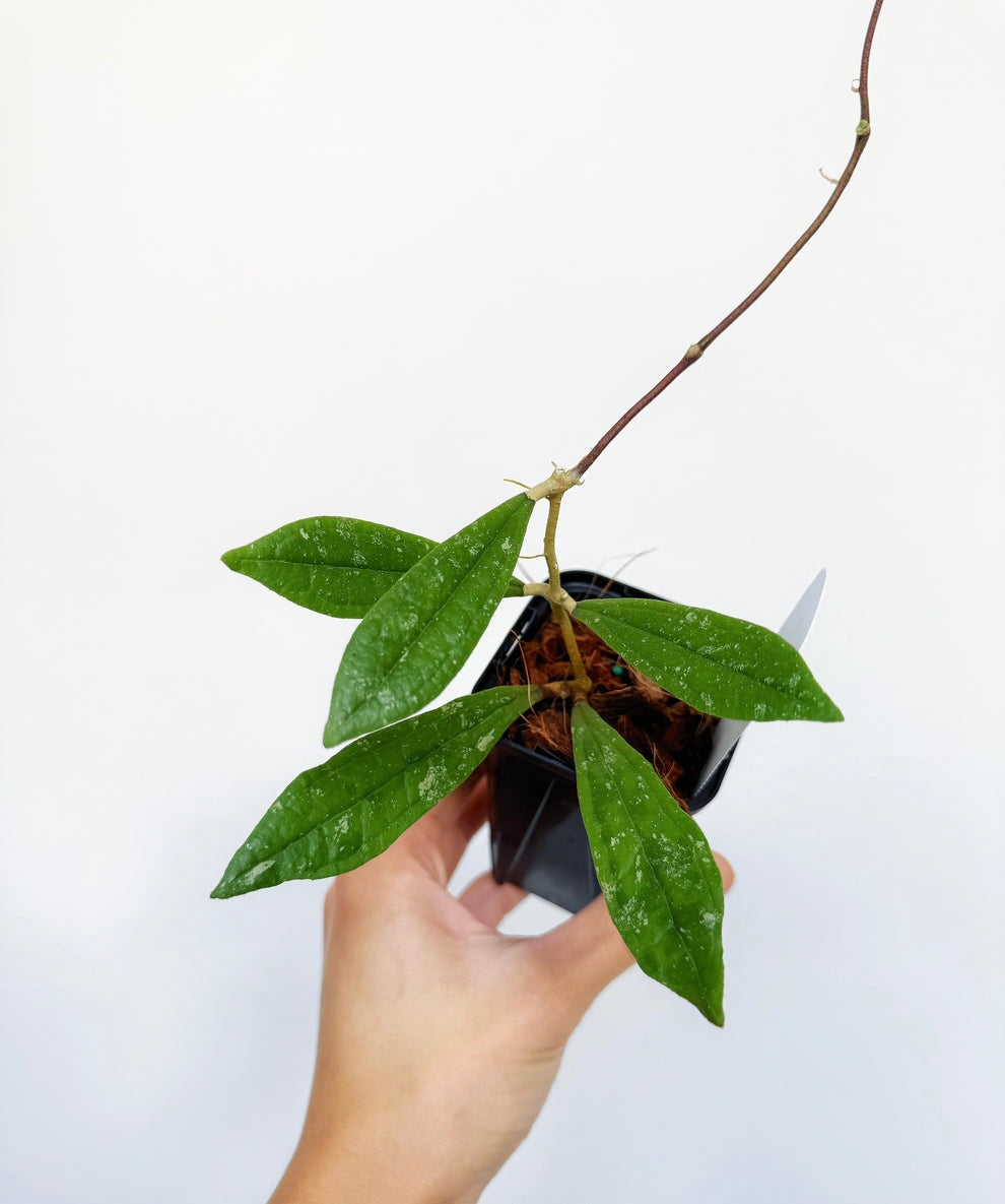Hoya Rigidifolia Splash “4