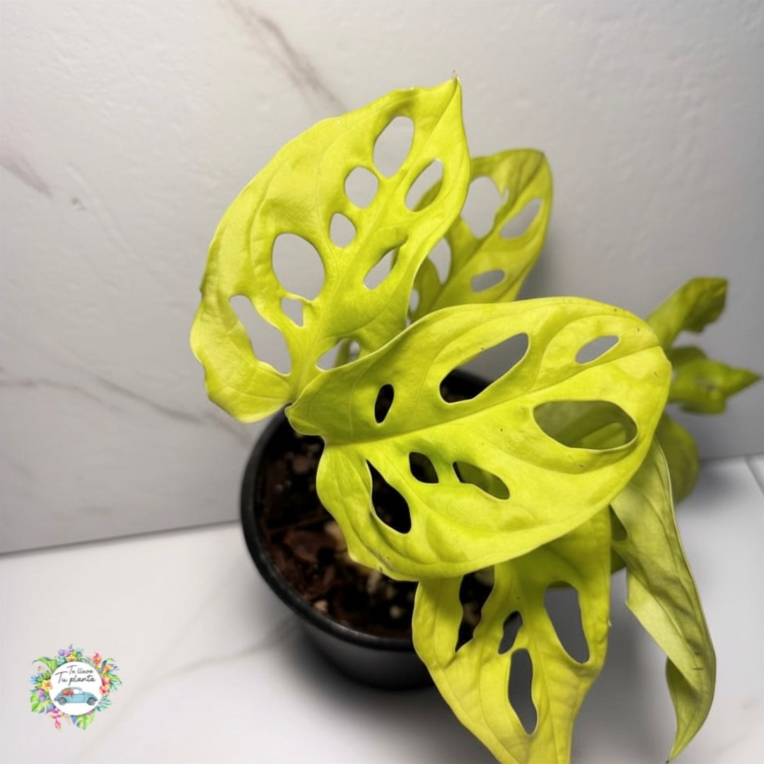 Monstera Adansonii Neon “4