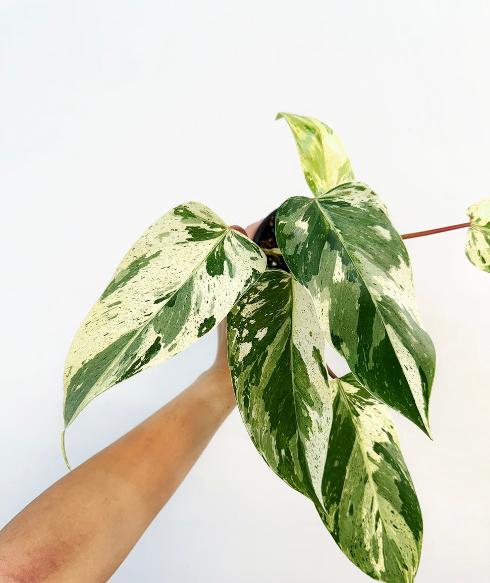 Philodendron Emerald King “4