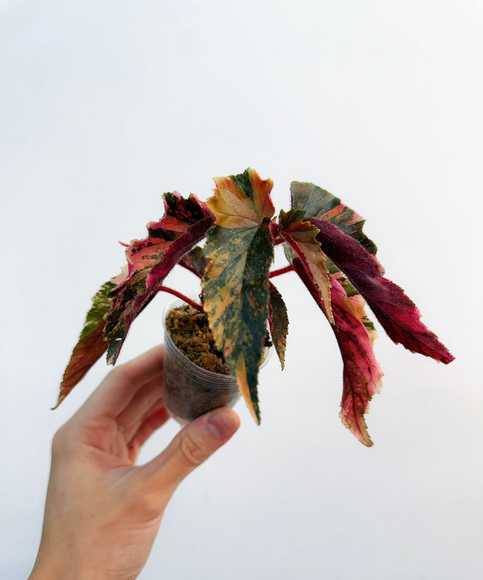 Begonia Ginny Galaxy “3