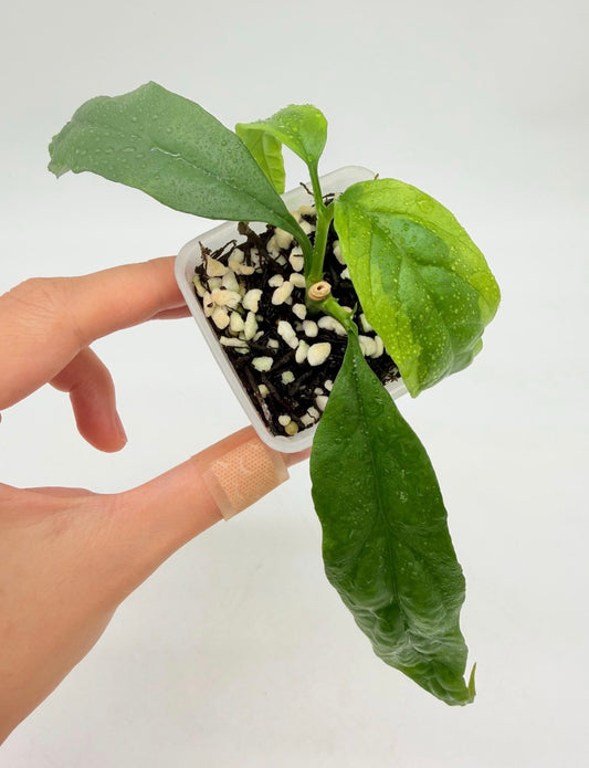 Hoya Decipulae Variegada “3